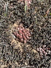 Anacampseros comptonii