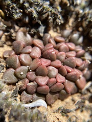 Anacampseros comptonii