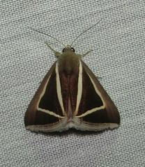 Chalciope delta