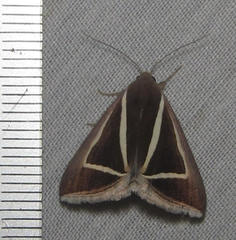 Chalciope delta