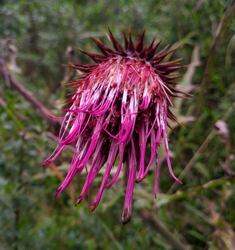 Image of Cirsium ehrenbergii by (c) Aa A, some rights reserved (CC BY)