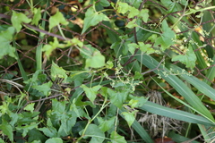 Rumex sagittatus