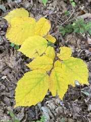 Corylus cornuta cornuta