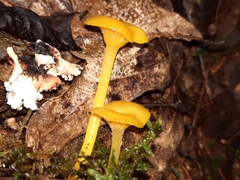 Gloioxanthomyces nitidus