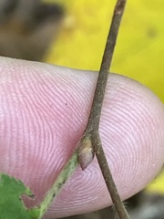 Corylus cornuta cornuta