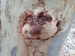 Eucalyptus rossii