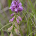 Tufted Milkwort - Photo (c) Cyril Gros, some rights reserved (CC BY-NC-SA)