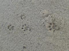 Genetta tigrina tigrina