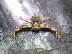 Strigoplus guizhouensis