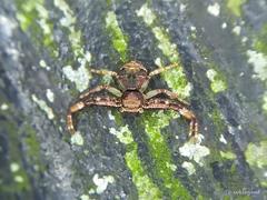 Strigoplus guizhouensis