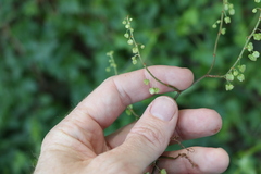Rumex sagittatus
