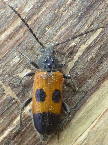 Cedar Tree Borer photo 2