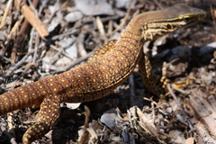 Varanus panoptes