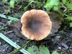 Lactarius occidentalis