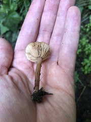 Lactarius occidentalis