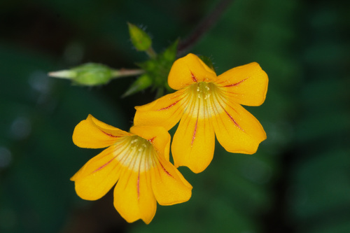 Biophytum