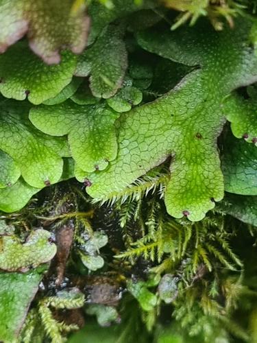 lupeňovec hrboľatý (Conocephalum salebrosum)