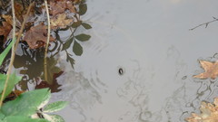 Dineutus ciliatus