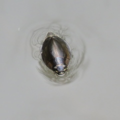 Dineutus ciliatus
