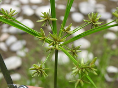 Cyperus ochraceus