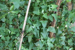 Chenopodium trigonon stellulatum