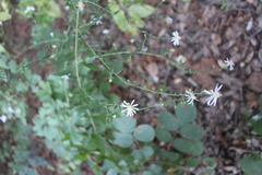 Symphyotrichum