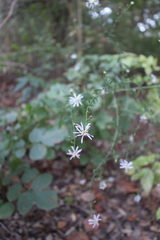 Symphyotrichum