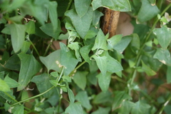 Chenopodium trigonon stellulatum