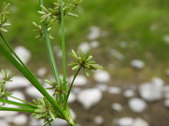 Cyperus ochraceus