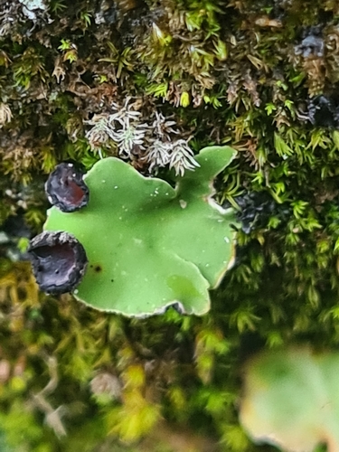 štítnatec žltkastý (Peltigera venosa)