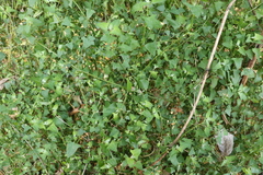 Chenopodium trigonon stellulatum