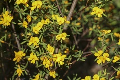 Pultenaea blakelyi