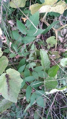 Magnoliopsida