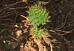Opuntia cymochila