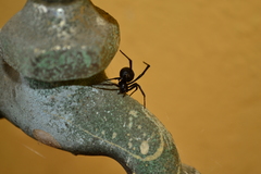 Latrodectus mactans