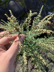 Artemisia princeps