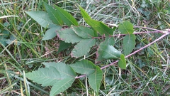 Magnoliopsida