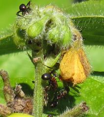 Atopomyrmex mocquerysi