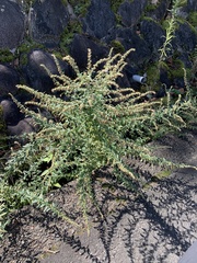 Artemisia princeps