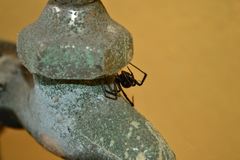 Latrodectus mactans