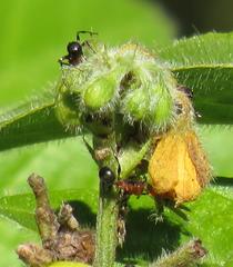 Atopomyrmex mocquerysi
