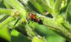 Atopomyrmex mocquerysi