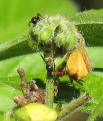 Atopomyrmex mocquerysi