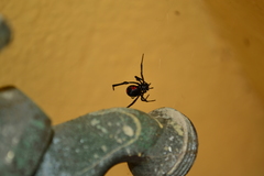 Latrodectus mactans