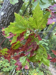 Acer rubrum rubrum
