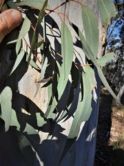 Eucalyptus rossii