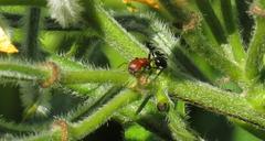 Atopomyrmex mocquerysi