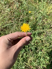 Hypochaeris radicata