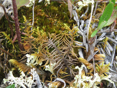 Abietinella