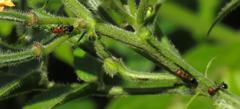 Atopomyrmex mocquerysi